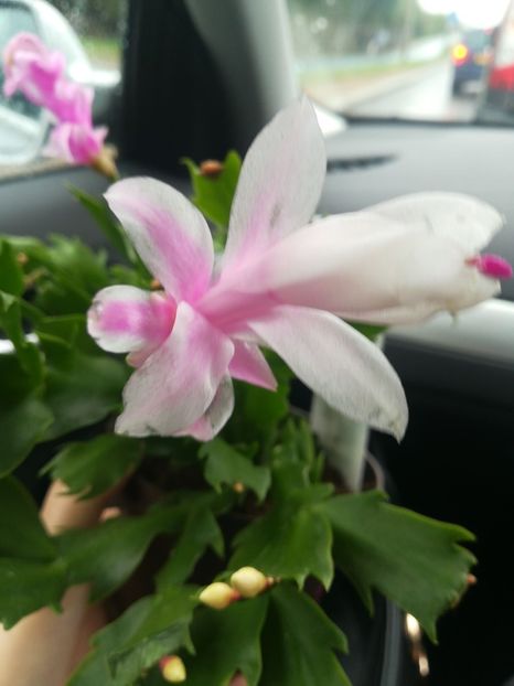  - Schlumbergera Christmas cactus 2018