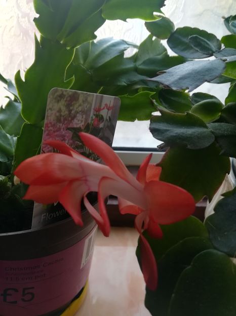  - Schlumbergera Christmas cactus 2018