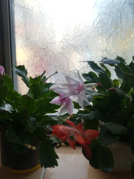  - Schlumbergera Christmas cactus 2018