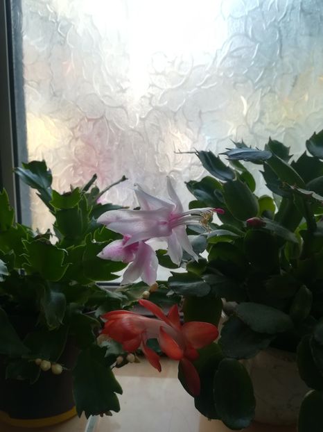  - Schlumbergera Christmas cactus 2018
