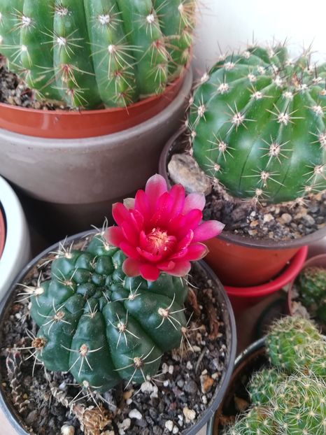  - Cactus 2018
