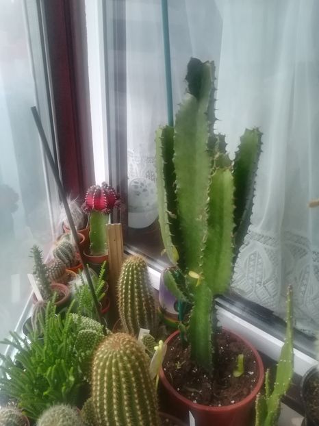 Cactus cawboy - Cactus 2018