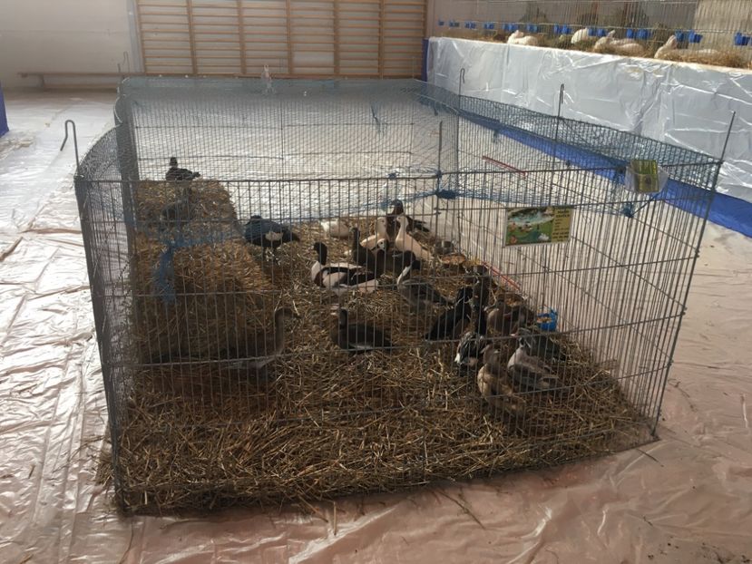 2049CAE9-896D-49F1-9651-0E1DEE96F6A8 - 6 - Arbitrare iepuri- Cupa Ardealului- Ludus-2018