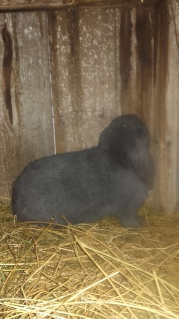 Berbec German - Berbec German Aprilie 2018