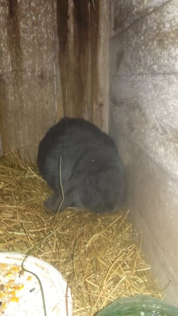 Berbec German - Berbec German Aprilie 2018