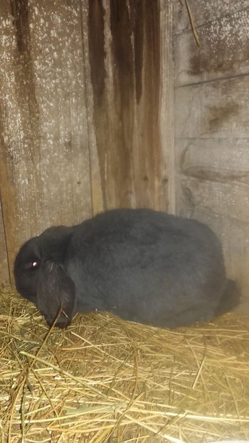 Berbec German - Berbec German Aprilie 2018