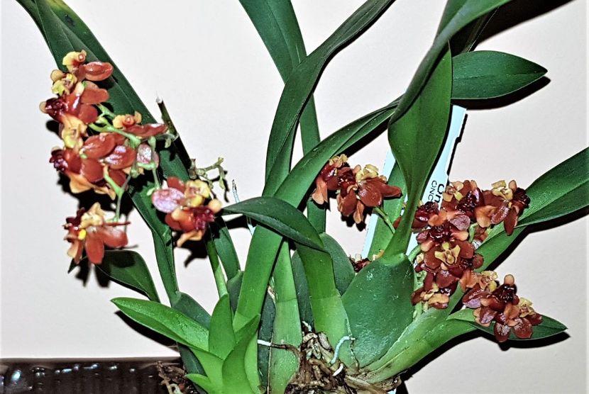  - Oncidium