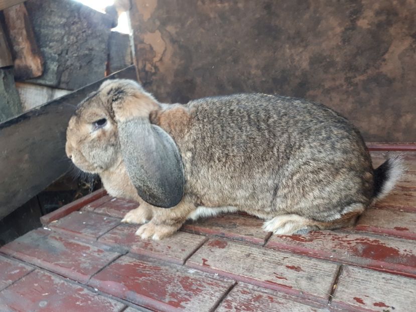  - F4 Agouti