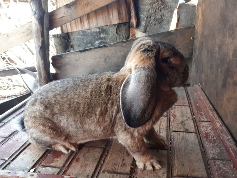 Un an si 3 luni - F4 Agouti