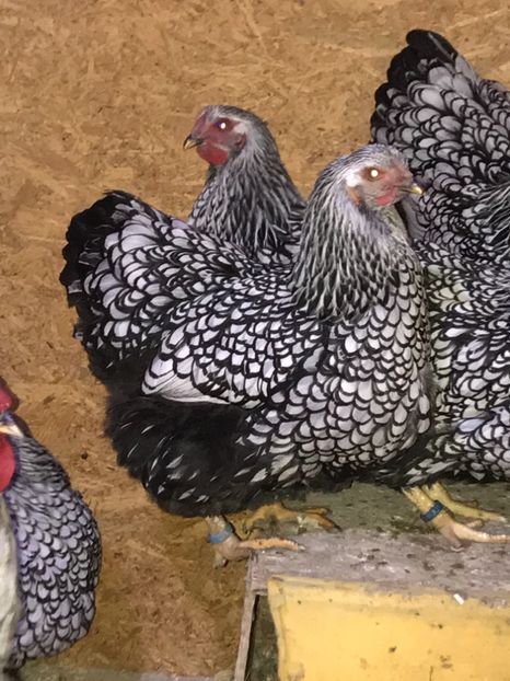 84E0DCA9-B4AC-44EF-A9A4-07DCB904206C - 2019- Wyandotte Argintiu