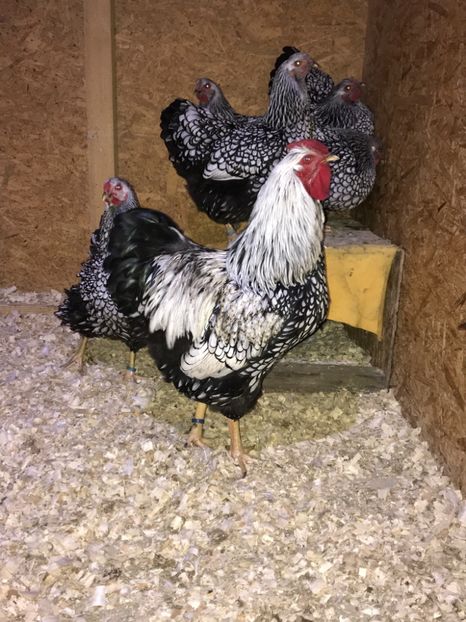 ECB5B4D4-BBF1-49A6-BDCE-F301E5E0398B - 2019- Wyandotte Argintiu