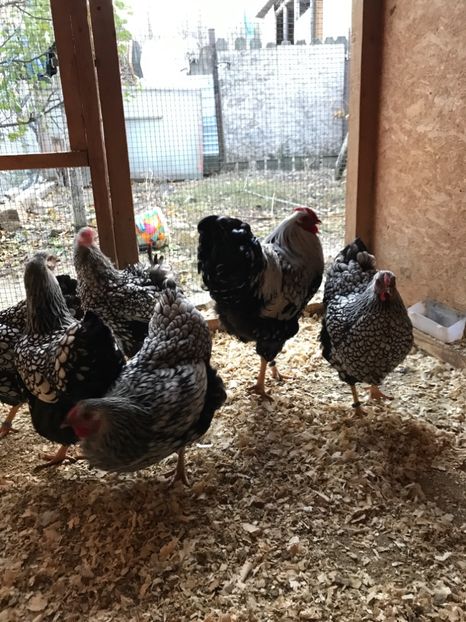 474F07C6-1609-405E-9CCF-8BE4063B8160 - 2019- Wyandotte Argintiu