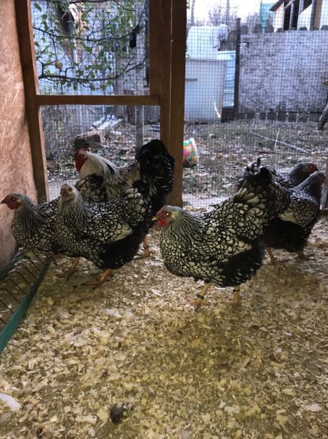 A5B2570C-658D-404E-B097-732117F3C1B6 - 2019- Wyandotte Argintiu