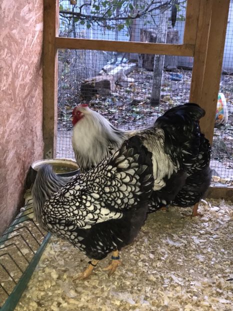 B863AA12-BA44-4FF2-9408-A3C11B4793BA - 2019- Wyandotte Argintiu