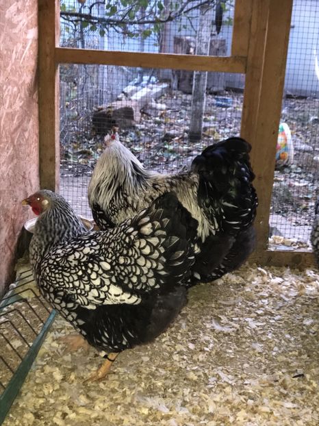 CA787731-138E-4CA3-BE39-BC8F2B6DCECD - 2019- Wyandotte Argintiu