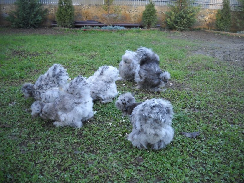  - Mătase Japoneza Splash MATCA 2019