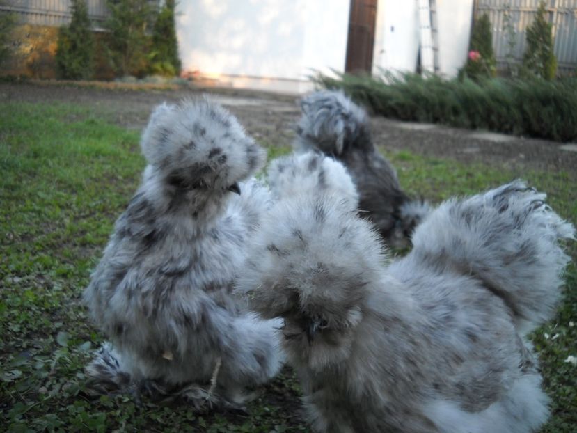  - Mătase Japoneza Splash MATCA 2019