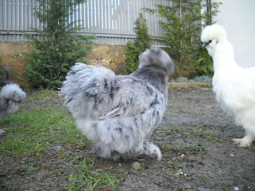  - Mătase Japoneza Splash MATCA 2019