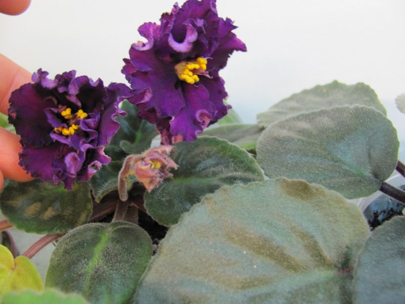  - ZZZ EK Wild Orchid EK Dikaia Orkhideia