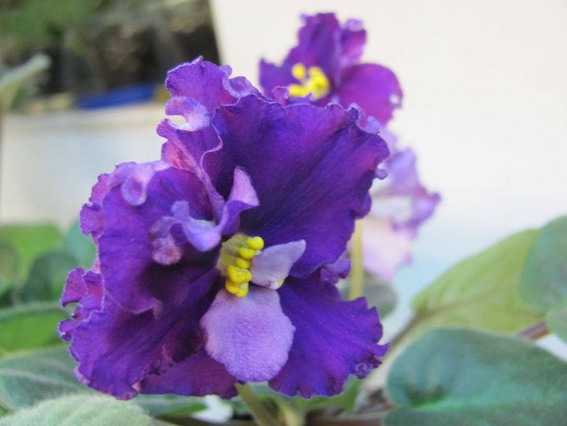  - ZZZ EK Wild Orchid EK Dikaia Orkhideia