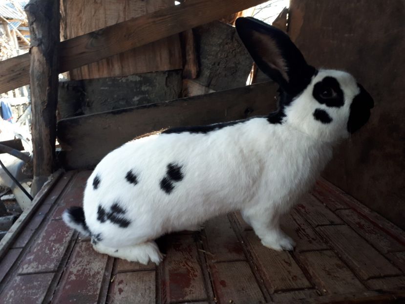 Mascul ce si-a lasat adânc amprenta in crescatorie - M1 Alb negru