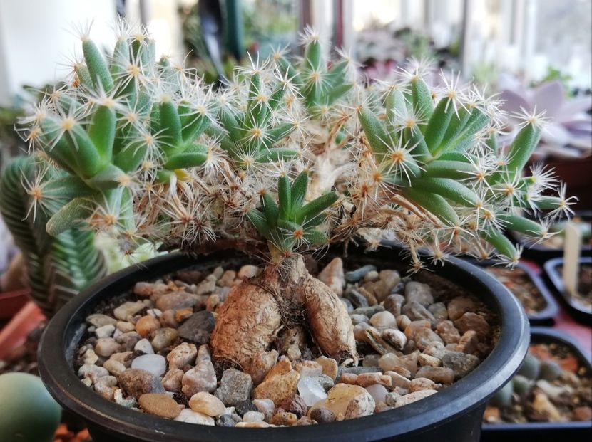 Trichodiadema densum - Trichodiadema