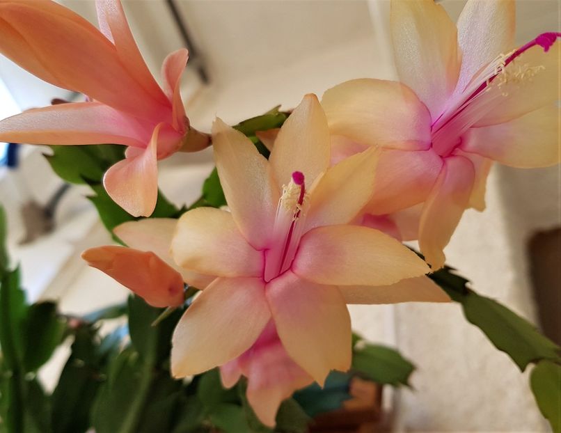  - x Alte plante cu flori