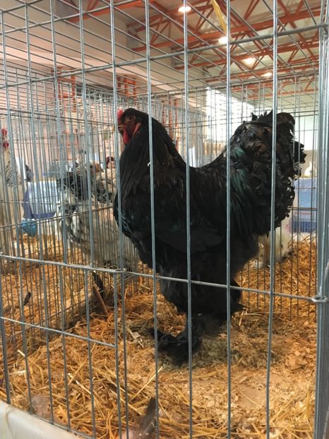 B0097A96-4C3C-4D54-A117-6F4EA594905E - Expo Ludus 2018