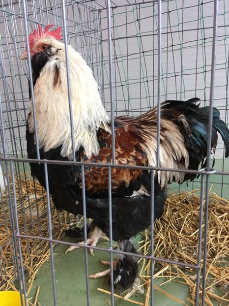 0EAA5C4A-A860-4F9E-BE35-116293A6A881 - Expo Ludus 2018