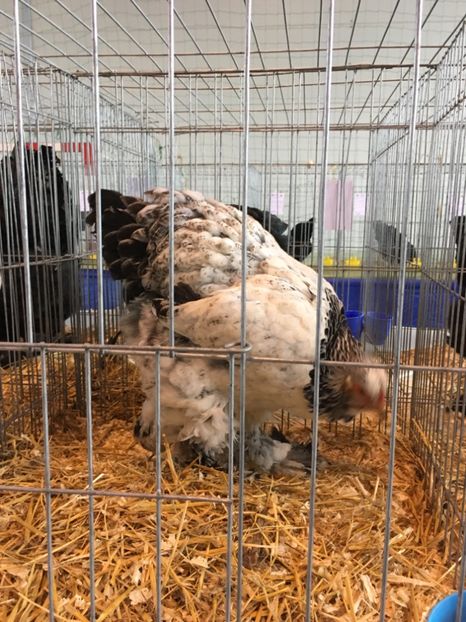 1CBD37B3-C6BA-408A-BA2C-D63248C05D64 - Expo Ludus 2018