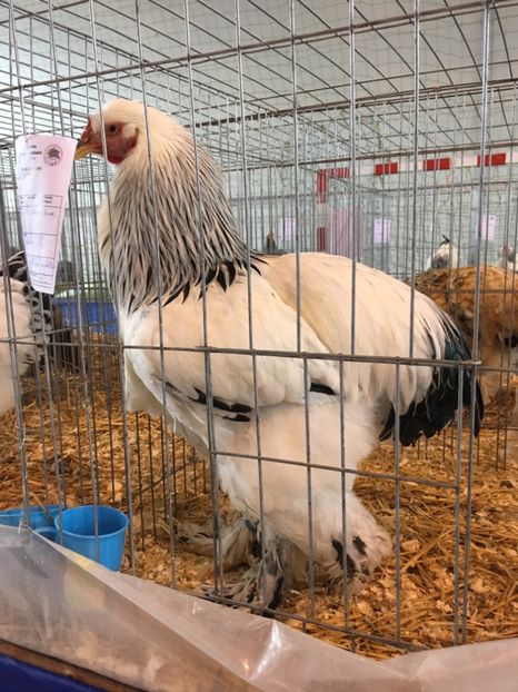 6E2A1B63-8035-4529-ACF5-ADC9F65A9240 - Expo Ludus 2018