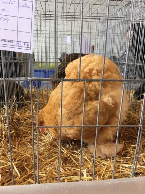 E8AFC54E-73F9-47C1-A296-3AF3D59ED568 - Expo Ludus 2018