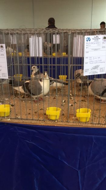 2C7AF602-B05A-4C10-94B9-5E4E296B6736 - Expo Ludus 2018