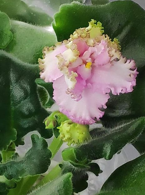 17 nov - ZZ LE Fuksijevoje Kruzevo sport