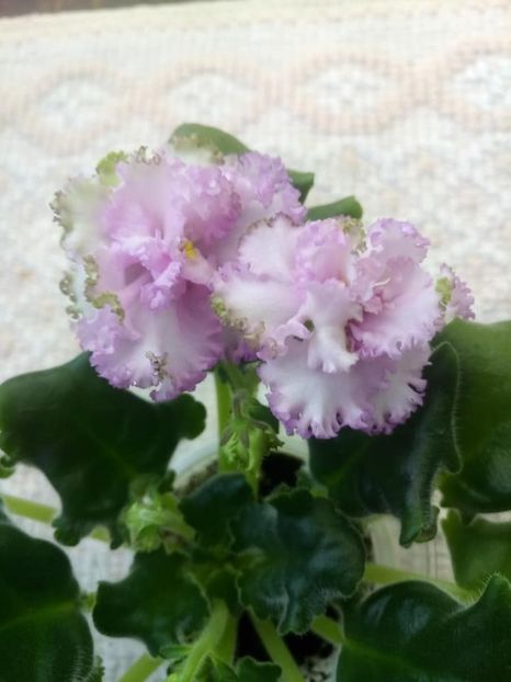 26 nov - ZZ LE Fuksijevoje Kruzevo sport