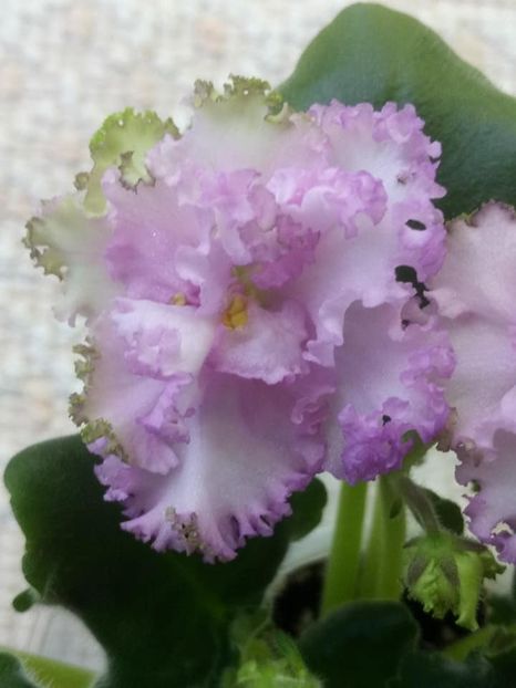 26 nov - ZZ LE Fuksijevoje Kruzevo sport