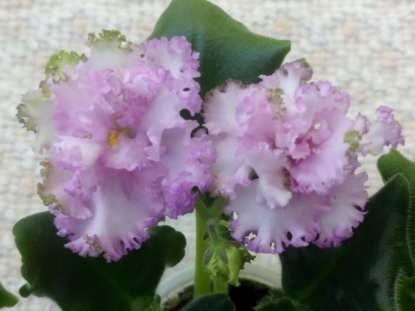 26 nov - ZZ LE Fuksijevoje Kruzevo sport