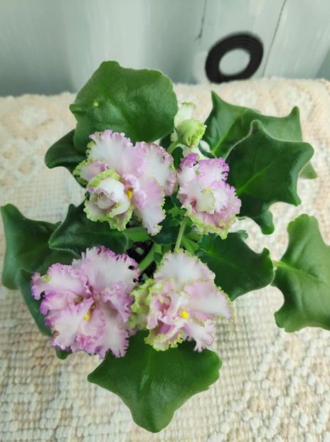 9 dec - ZZ LE Fuksijevoje Kruzevo sport