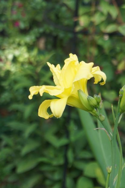  - Hemerocallis 2018- 2019
