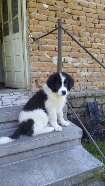 ciobanesc de buconvina - animale diverse