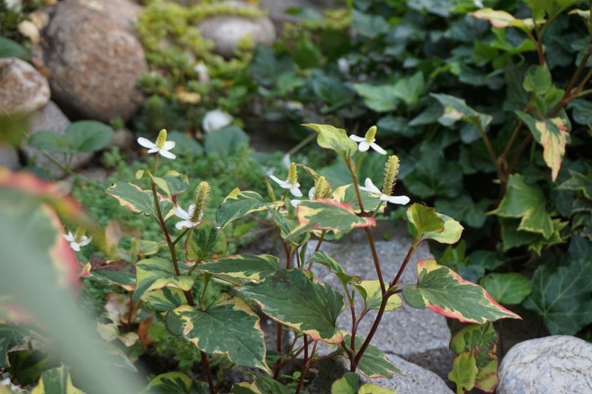  - Geranium si alte perene