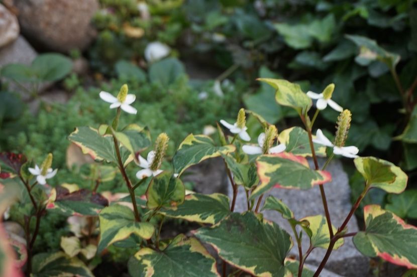  - Geranium si alte perene