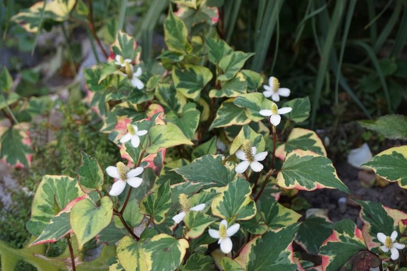  - Geranium si alte perene