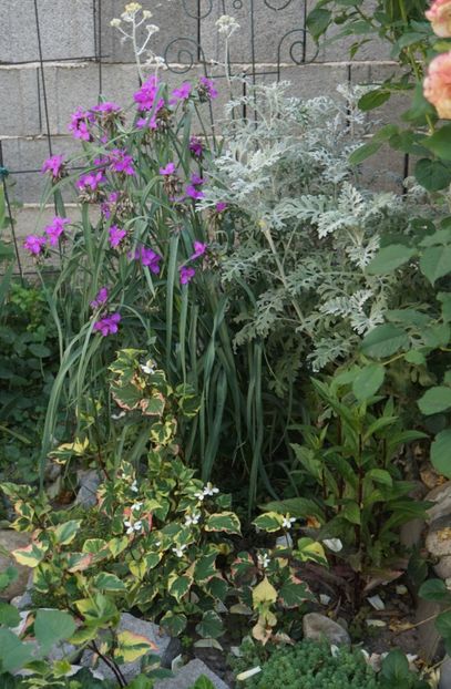  - Geranium si alte perene