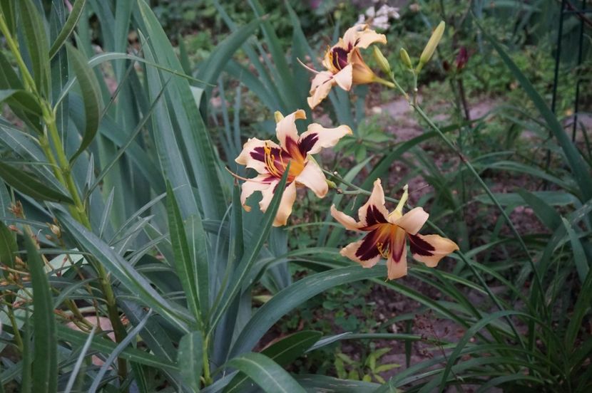  - Hemerocallis 2018- 2019