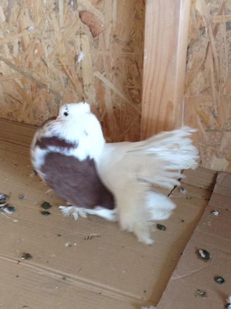 29187011_355815634917644_4562062739383517184_o - PORUMBEI INDIENI