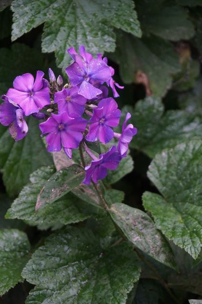  - Phlox si alte perene