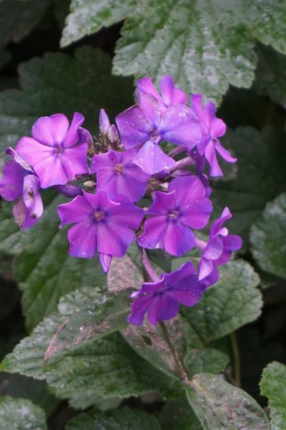  - Phlox si alte perene