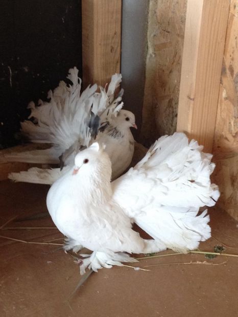 29186403_355815738250967_4419158053480300544_o (1) - PORUMBEI INDIENI