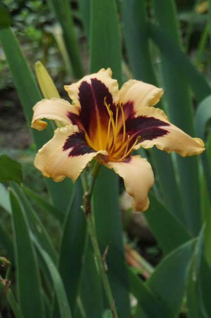  - Hemerocallis 2018- 2019